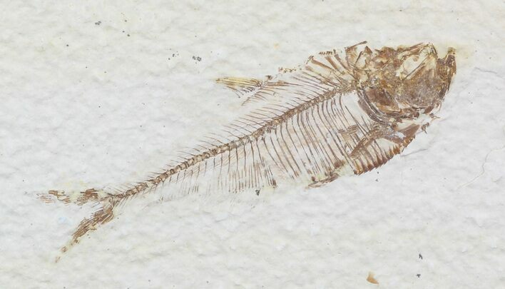 Bargain Diplomystus Fossil Fish - Wyoming #51823